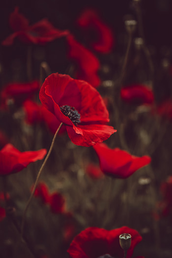 Flowers, Poppies, Bloom, Flowering, Field HD phone wallpaper