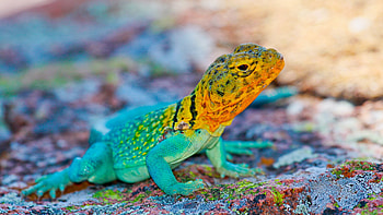 Crotaphytus collaris, Geckos HD wallpaper