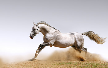 grace in air, horse, sand, air, joy, grace HD wallpaper