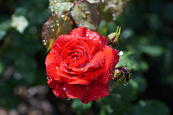 ❤, Bud, Flower, Drops, Rose HD wallpaper