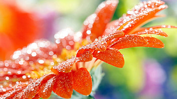 Drops, Flower, Macro, Dew HD wallpaper