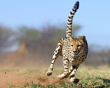 Running Cheetah Namibia, animals, fast, eyes, face, cat, cheetah, tail, spots HD wallpaper