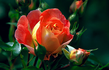 Rose, Bud, Macro, Flower HD wallpaper