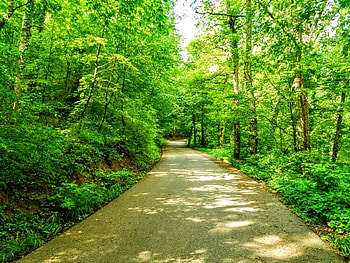 forest in germia park, Beautiful, Forest, Kosovo, Trees HD wallpaper