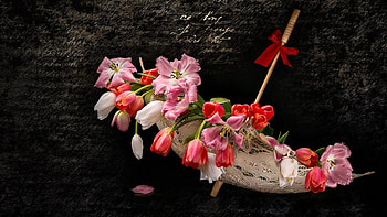 Still Life, Flowers, graphy, Tulips HD wallpaper