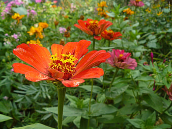 Plants, Flowers HD wallpaper