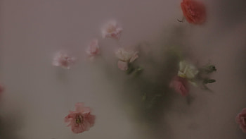 "Frosted Flower" HD wallpaper