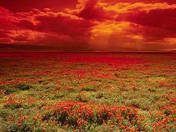 GORGEOUS SUNSET BEAUTIFUL COLORS, sky, orange, color, red HD wallpaper