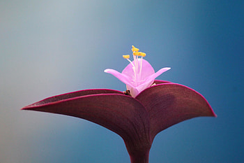 Bloom, close up, pink flower HD wallpaper