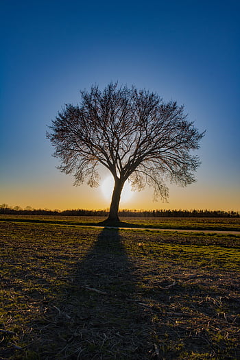 A lone tree stands silhouetted against a vibrant sunset sky, casting a long shadow over the countryside field. HD phone wallpaper