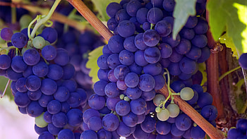 Grapes, Food, Vine, Branches, Berry, Ripe HD wallpaper