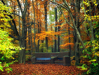 Resting-Spot, in forest, , colors, autumn, beautiful HD wallpaper