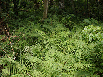 Plants, Ferns HD wallpaper