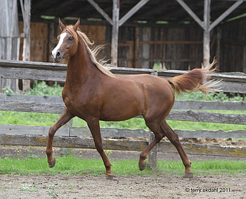 beautiful purebred arabian filly, arabian, horses, filly, purebred HD wallpaper