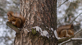 Animals, Squirrel, Snow, Wood, Sit, Tree HD wallpaper