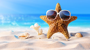 Starfish, Animals, Summer, Ultra HD wallpaper