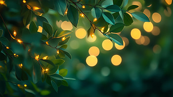 Aesthetic Leaf Light: Nature, nature, leaf, light, aesthetic HD wallpaper
