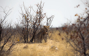 Animals, Nature, Lion, Africa HD wallpaper