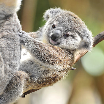 Precious baby koalas, Fluffy little ones, Cutest koala infants, Koala nursery HD phone wallpaper