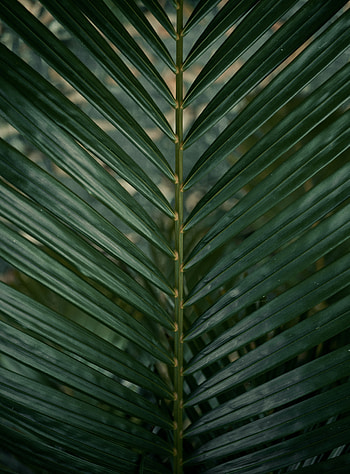 Plant, Texture, Textures, Palm, Branch, Leaflet HD phone wallpaper