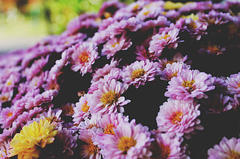 Flowers, Lilac, Petals HD wallpaper