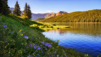 Wildflowers along the shoreline of Clinton Gulch Reservoir near Leadville, Colorado, landscape, trees, sky, flowers, water, reflections, usa HD wallpaper
