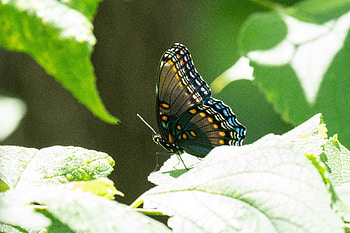 Animals, Leaves, Insect, Butterfly, Wings, Tropical HD wallpaper