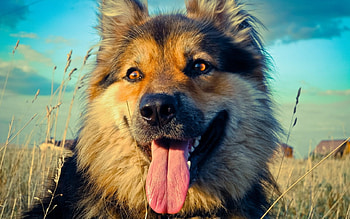 German shepherd, dog, dogs, cute, puppies, beauty, dog face, animals, adorable, water, sweet, rain, beautiful, paws, puppy, pretty, love, face, lovely HD wallpaper