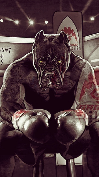 Pitbull, Boxeo HD phone wallpaper