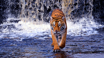... Tiger Animal HD wallpaper