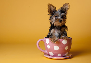 Animals, Sit, Dog, Cup, Puppy, Yorkshire Terrier HD wallpaper