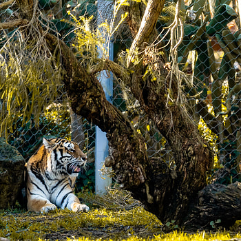 Animals, Predator, Big Cat, Tiger, Beast HD phone wallpaper