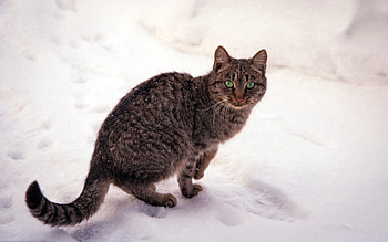 Animals, Snow, Cat, Striped, Sight, Opinion HD wallpaper