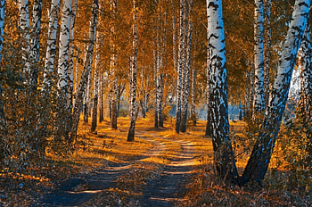Fall Colors Aspen, trees, autumn, leaves, path HD wallpaper