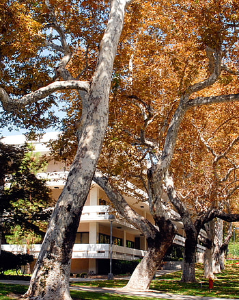 Western Sycamore, Inland Valley Garden Planner HD phone wallpaper