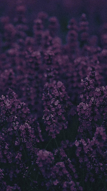Lavender, Xperia HD phone wallpaper