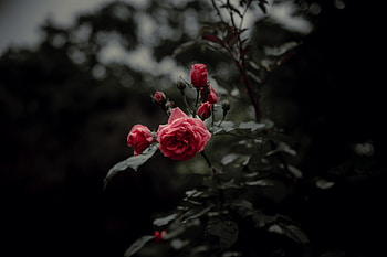Flowers, Pink, Flower, Rose Flower, Rose, Bloom, Flowering HD wallpaper