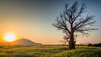 Serene sunset view of a lone tree in a lush field near Mandav, India. HD wallpaper