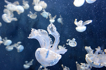 Nature, Jellyfish, Underwater World, To Swim, Swim, Tentacles HD wallpaper