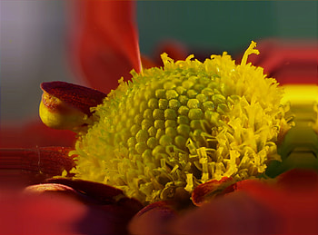 Chrissy, digital, art, flower, dahlia, nature, effects, blur HD wallpaper