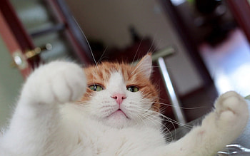 Hey! You!, animals, cute, cat, funny, pet HD wallpaper