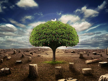 Cool-Fantasy, , wide, tree HD wallpaper