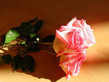 A simple pink rose, rose, pink, leaves, light HD wallpaper