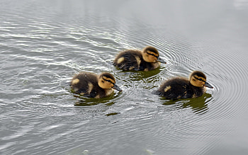 Ducklings, birds, cute, babies, water HD wallpaper