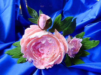 Peony on blue, pink, green leaves, flower, blue satin, peony HD wallpaper