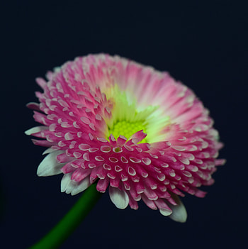 Daisy, pink, bud, portrait HD phone wallpaper
