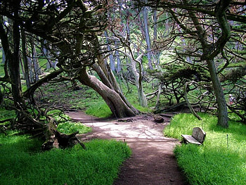 A Place to Rest, trees, bench, grass, path HD wallpaper