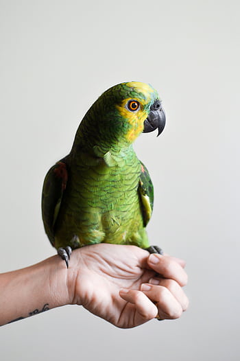 A vibrant green parrot sits gracefully on a human hand in an indoor setting. HD phone wallpaper