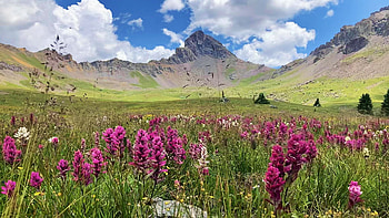 Uncompahgre Wilderness, Colorado, wildflowers, landscape, clouds, flowers, sky, usa HD wallpaper