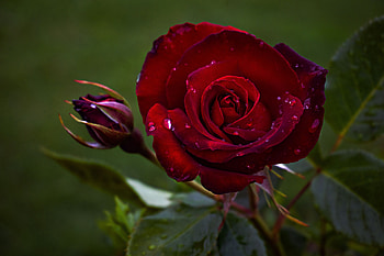 Rose, Bud, Nature, Flower, Petals HD wallpaper